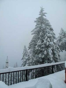 Looks like a nice Christmas Tree