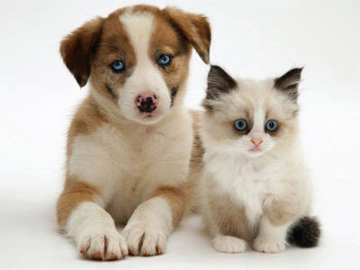 pics of kittens and puppies. of Puppies and Kittens