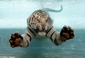 tiger-swimming