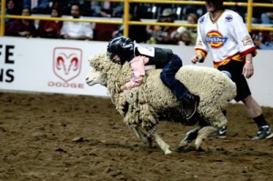 mutton-busting