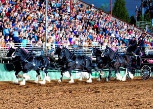 Arlin Wareing and his Shires perform at the 25th annual Draft Horse Classic. Wareing, of Blackfoot, Idaho, was the winner of the Six-Up Ultimate Hitch Championship.