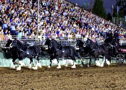 Draft Horses perform for an enthusiastic crowd at the Draft Horse Classic and Harvest Fair in Grass Valley. Tickets are on sale now for this year’s event, September 20 – 23.  Photo credit: ProSportsPix.com