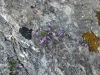 Cuervas-de-Monte-Castillo flowers growing on rock surface