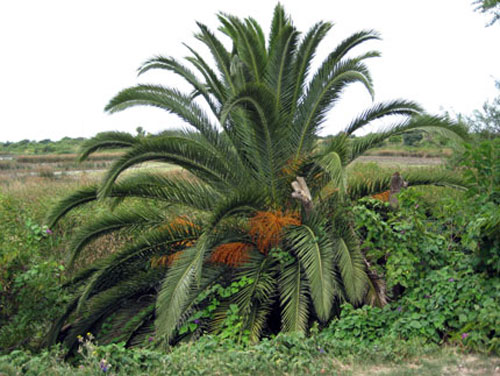 Some of the fauna found in the reserve