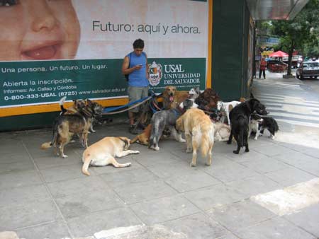 Another picture of a professional dog walker.  Possible new occupation for some of the people on CNBC (I'm still in Buenos Aires and I love dogs)