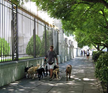 Professional Dog Walkers, There are many of Them in Buenos Aires