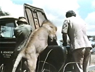 George Adamson the man Who Lived With the Lions  See link at bottom of page to go Adamson's home page