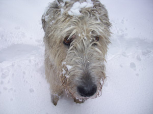 Logan in the snow