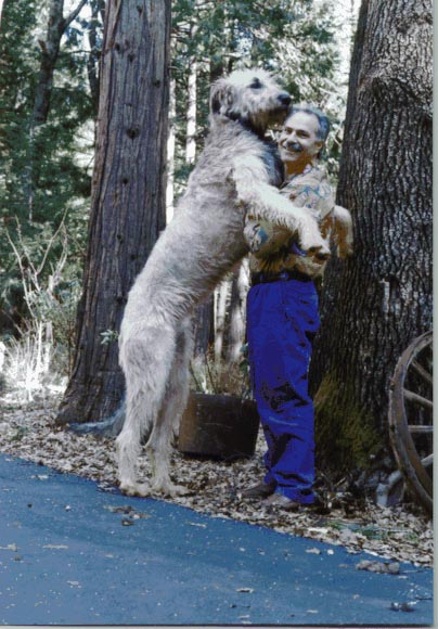 Logan The Irish Wolfhound Standing a little taller than Jeff Toff, Owner