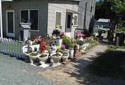 Connie's Toilet Garden