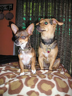 Charlie & Milo dog team