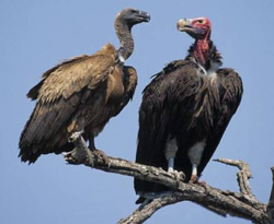 vultures