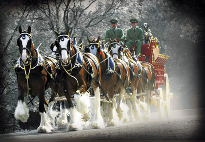 Budweiser-Clydesdales