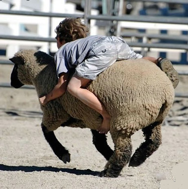 boy-riding-sheep