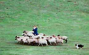 herding-sheep