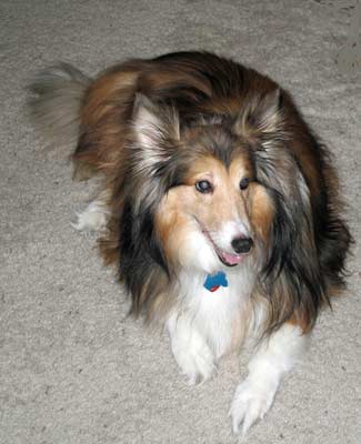 shetland-sheepdog