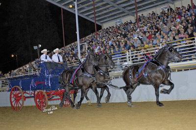 draft-horses-fair