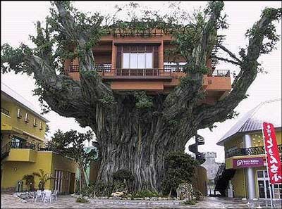 giant-tree-house