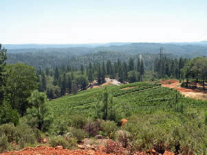 Lucchesi Vineyard