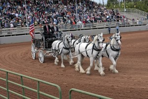 draft horse