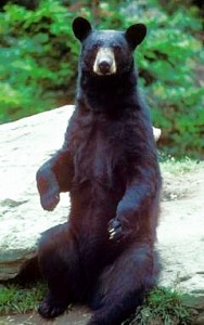 American Black Bear