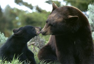 black-bear-mom-cub