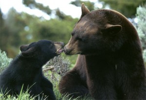 black-bear-mom-cub