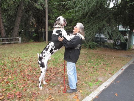 Brewster-worlds-tallest-pup