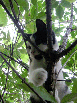 cat-in-tree