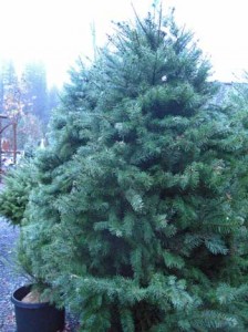 Douglas Fir