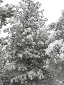 fir-covered-with-snow