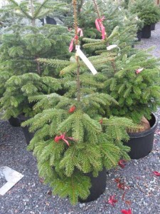 Nordman Fir