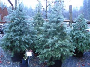 White Fir