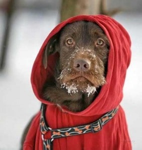 Merlin The Dog Photo by Cheeriotown
