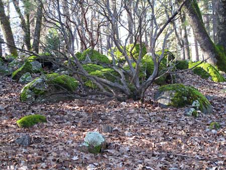 Moss on Rocks  Photo by John J. O'Dell