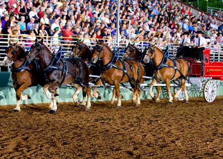 The magnificent six-up competition is always a crowd favorite at the Draft Horse Classic and Harvest Fair at the Nevada County Fairgrounds in Grass Valley. Tickets to the event are on sale now. 