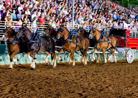 The magnificent six-up competition is always a crowd favorite at the Draft Horse Classic and Harvest Fair at the Nevada County Fairgrounds in Grass Valley.