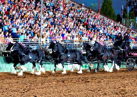 Arlin Wareing and his Shires perform at the 25th annual Draft Horse Classic. Wareing, of Blackfoot, Idaho, was the winner of the Six-Up Ultimate Hitch Championship. 