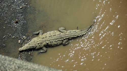 Looking down on a crocodile off the bridge over the Tarcoles River, Costa Rica