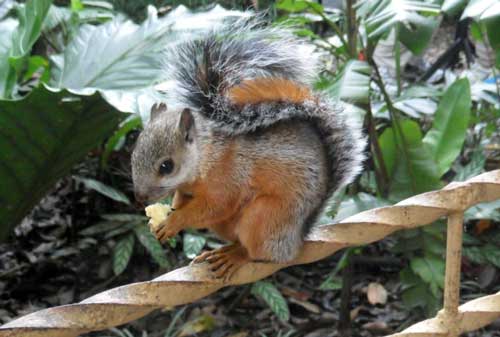 A squirrel joined us for breakfast this morning