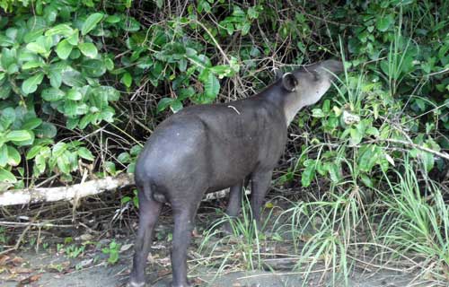 Tapir browsing in the jungle