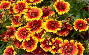 Gaillardia 'Goblin' offers multicolored blooms for the fire safe border