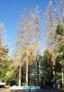 Dead trees killed by Bark Beetles. Picture by John J. O’Dell